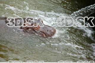 Hippo baby 0039